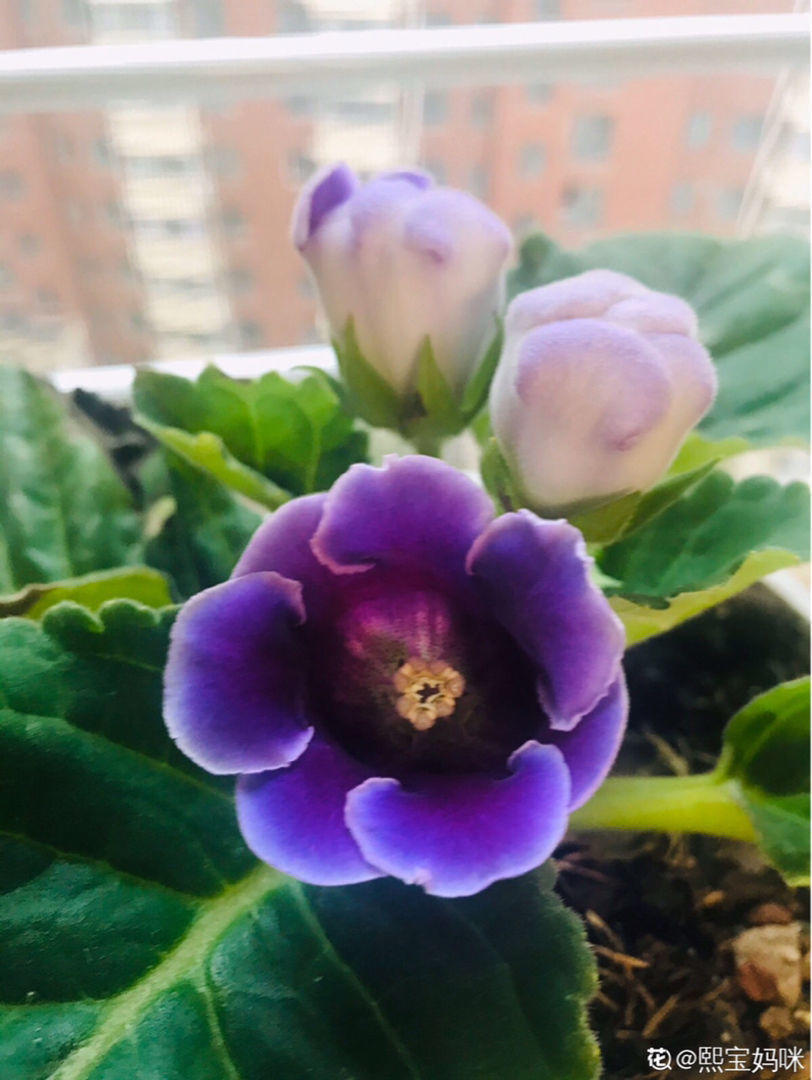 剪片叶子,放土里就能长出一盆,这4种花养到就是赚到!