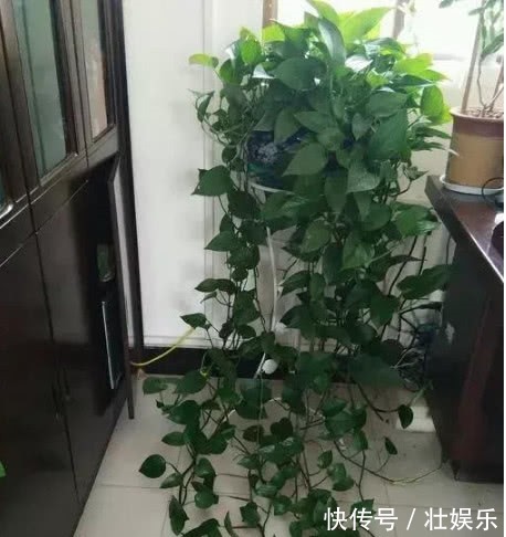 养绿萝、铜钱草,学会关键1招,叶子油绿长得旺,呼呼爆成绿瀑布