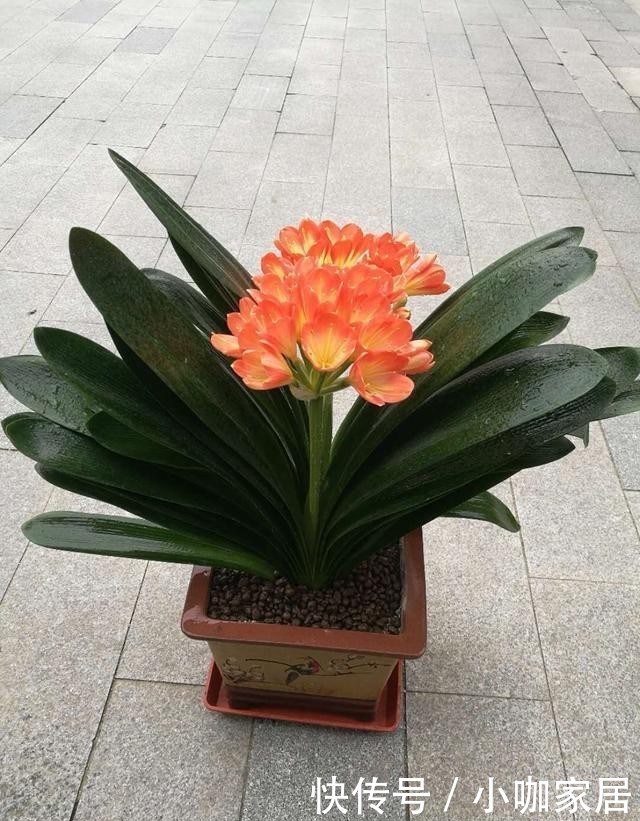 种花|花市里最容易被吐槽的3种花,听后我都不敢买了