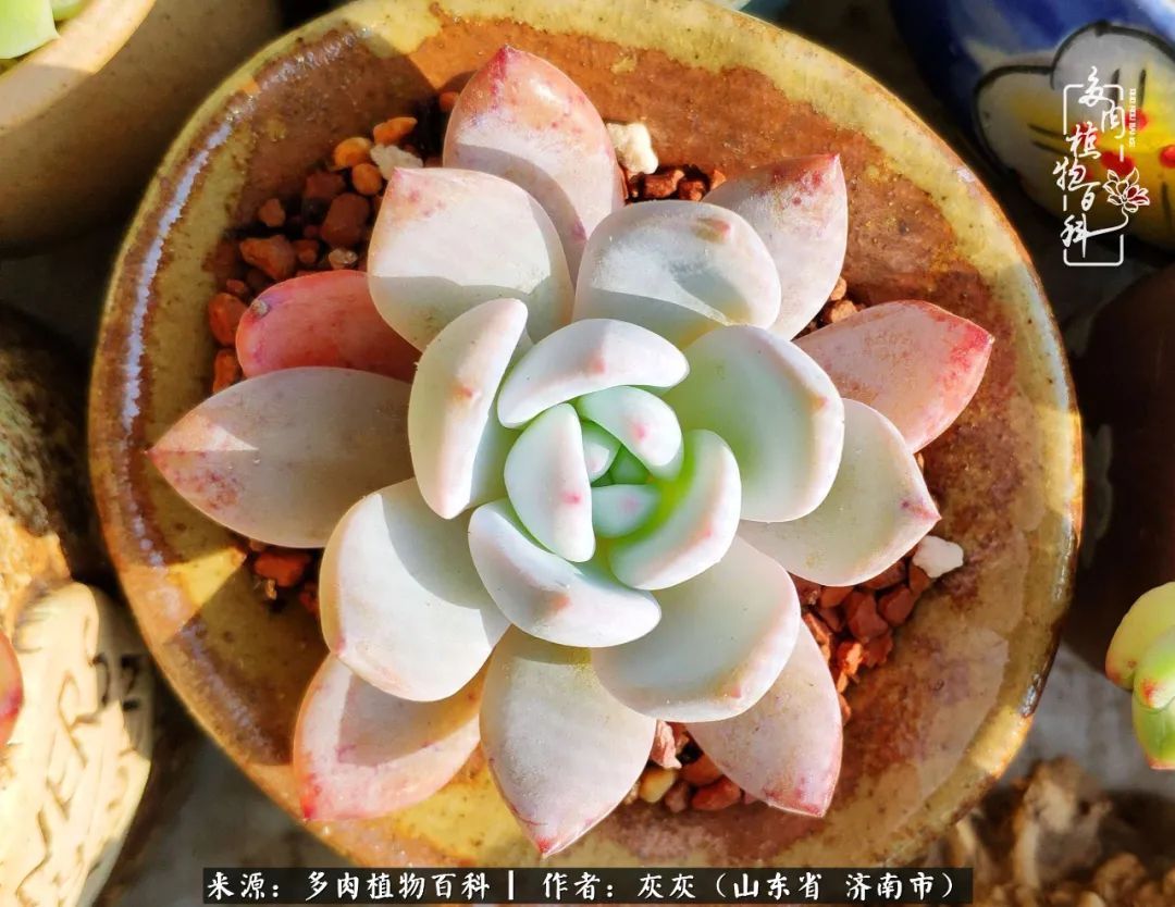 多肉植物|养多肉四年，铁打的盆盆流水的肉，无需多问，问就是喜欢！
