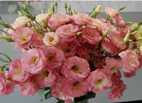 喜欢养花,不如养盆兰花,花美雅致,轻轻松松开满盆