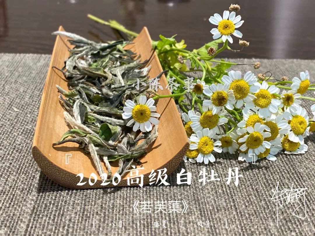 因素|白牡丹喝出了白毫银针的感觉,抛开等级的因素,良好的储存是关键