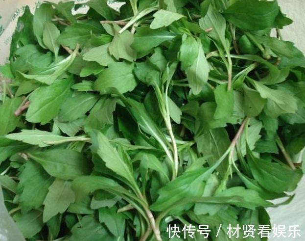 野菜|农村庄稼地里的杂草，过去拿来喂牲畜，其实是上好野菜能养生