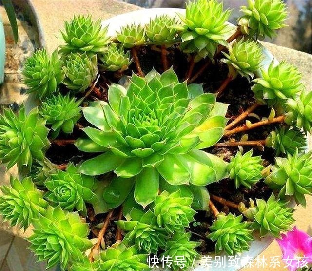 多肉中的“普货之王”,造型美寓意好,学会这“3招”,轻松爆盆