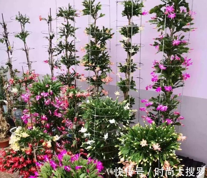 嫁接|养长寿花,用这法,1年就能成老桩,开满五色花,独特又吉祥