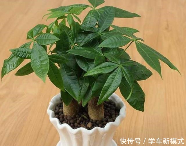 冬季养盆发财树如何避免伤亡从5个方面入手，不黄叶不烂根！