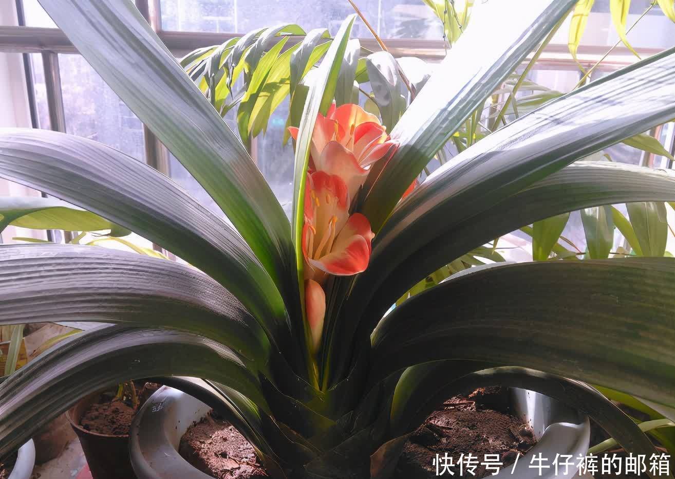 花肥|勿以恶小而为之！养花养成这7个坏习惯会出大问题