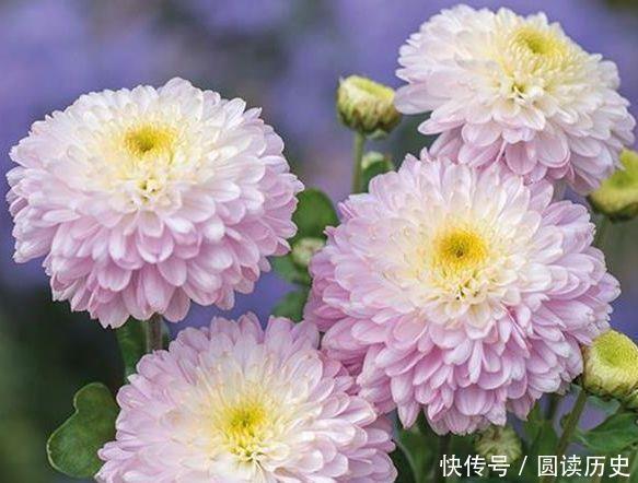 4种花很耐养,沾土就能活,净化空气,寓意超好的