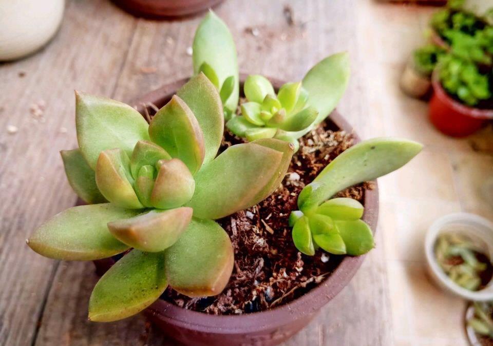 让黄丽矮矮壮壮,颜色呈橘黄色,别忘这“两步”,变更美了