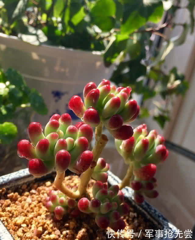 秋冬|他养多肉10多年,总结出9个易出“高价老桩”的品种,适合新手