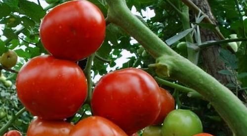 冬天多吃3种食物，美容养颜、延缓衰老，好吃、美味又健康！