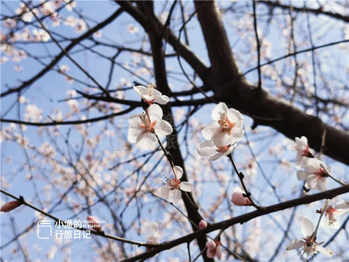 老年|西安城郊几百亩粉色花海，美得铺天盖地！人少没门票，要去趁早！