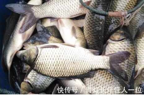 土鲫鱼|我国一种杂交鱼,1年可长3斤,常被冒充土鲫鱼,很多钓友也分不清