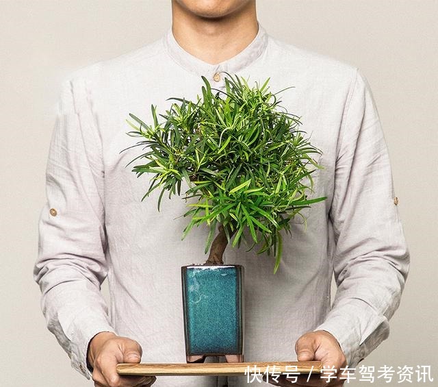 7种花，就得小盆养，盆越小水越少，长得更快！