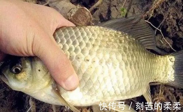 技巧|野钓大板鲫的黄金季节已到来,学会这些技巧,比黑坑都要钓的爽!