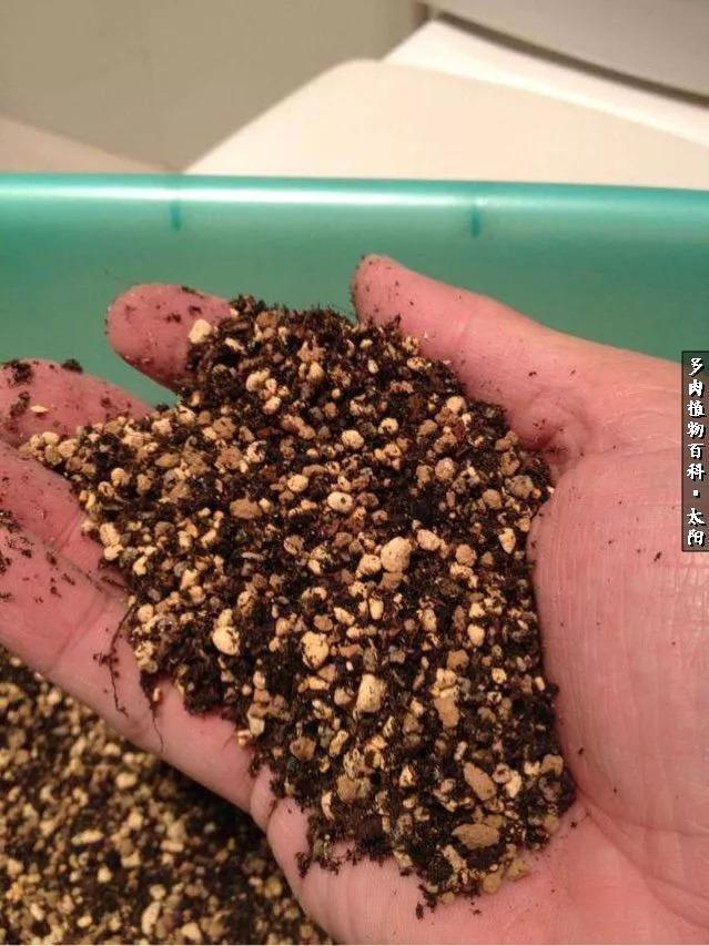 会开花的“石头”番杏科多肉植物“生石花”的养护心得!