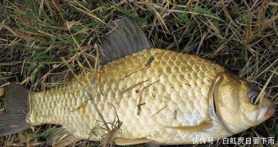 钓鱼要密切关注水生植物 钓鱼钓草 有大鱼 快资讯