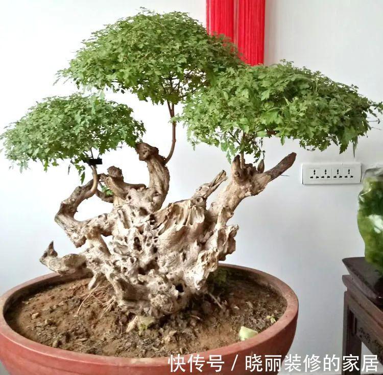 台友们|精辟：黄荆盆景造型，需体会“蟠扎骨架，修剪成型”！