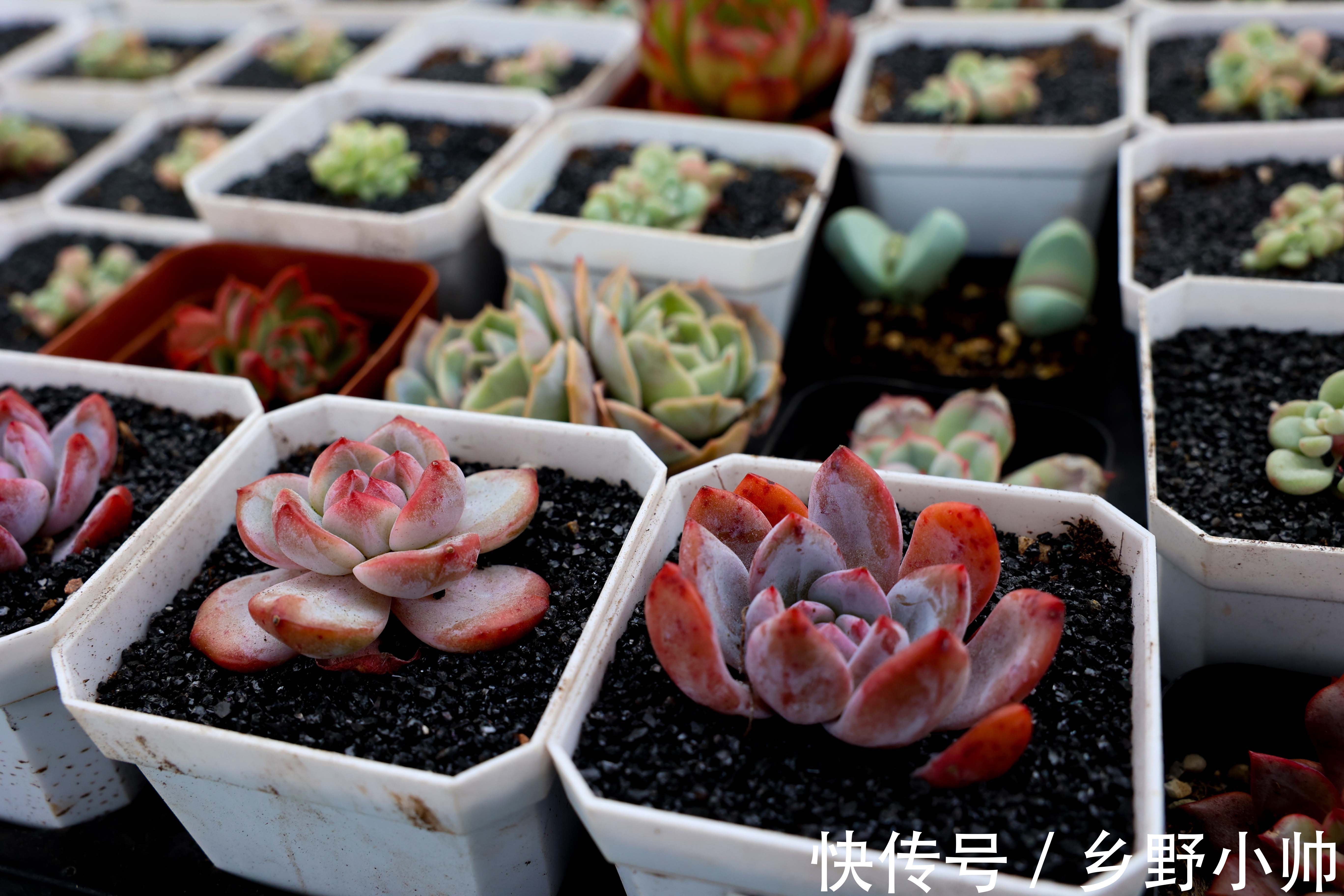 冬天多肉会生虫吗?多肉生虫怎么办?小帅为你带来多肉除虫小妙招