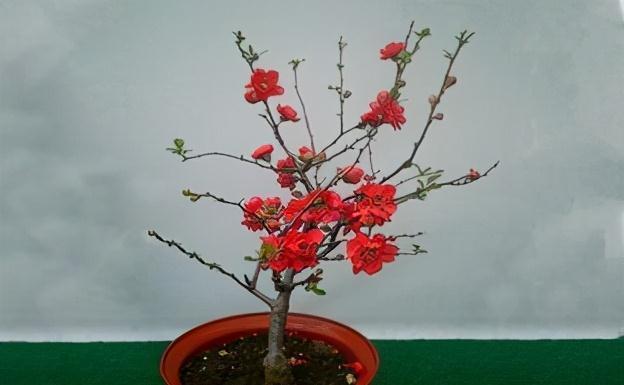 天气温差变化大,就养这种花卉,耐寒又耐旱,只要浇点水就能活