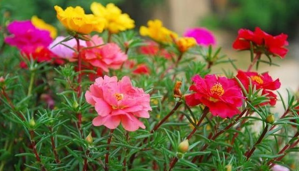 养花就养易养活的，叶片肉嘟嘟，花开风韵秀美，太美了