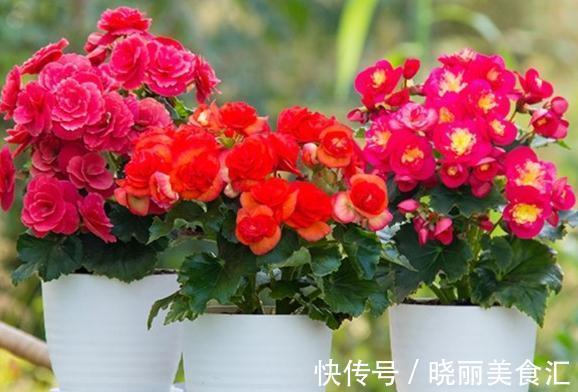 这些流行花卉,一个比一个难养,大多活不过一年,浪费钱