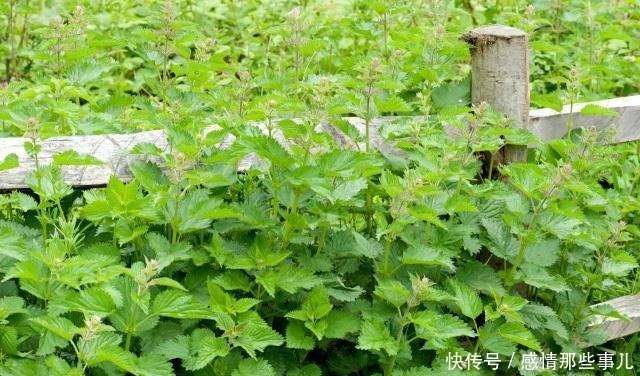 价值|路边1种野草,让人十分讨厌,人称“咬人草”,却价值高作用多