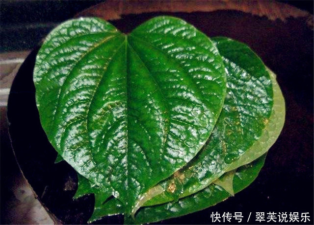 叶子|农村有种繁殖能力很强的叶子，没想到还可以和肉一起吃！