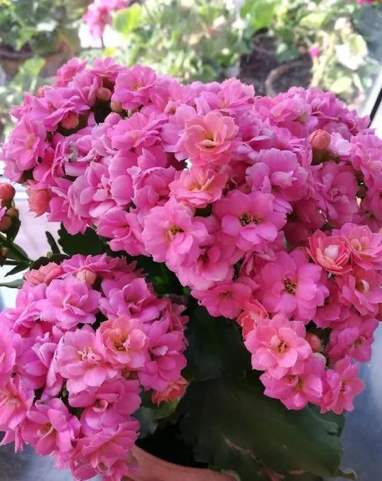 养花旧土该如何重复利用掌握这些，不用多费劲就能变成新土