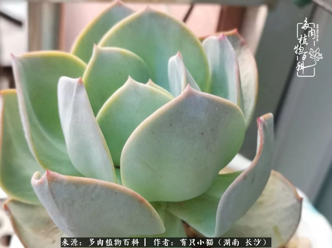 经历一个夏天的摧残,方知皮实好养的多肉才是真爱!