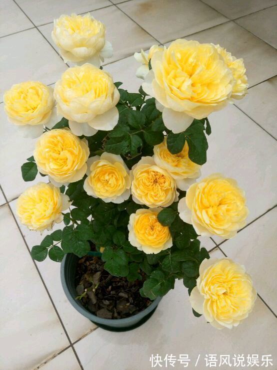 养花|喜欢养花,不如养盆洛阳花,花香沁人心扉,开花娇艳惹人爱