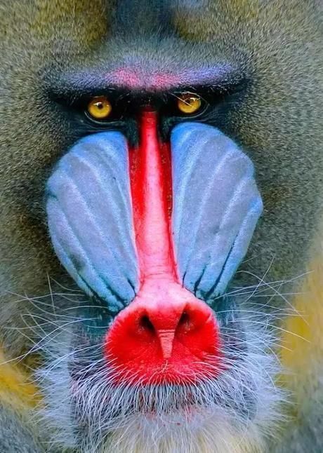 罕见|一组极罕见的动物照片;色彩缤纷的动物美极了