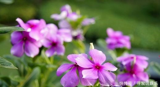  矮牵牛花|喜欢在家中养花，这些花卉不容错过，花期长，花色艳，开花美