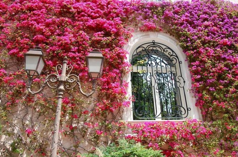 想要三角梅开花不断,掌握3个技巧,蹭蹭冒花芽,开完一茬又一茬