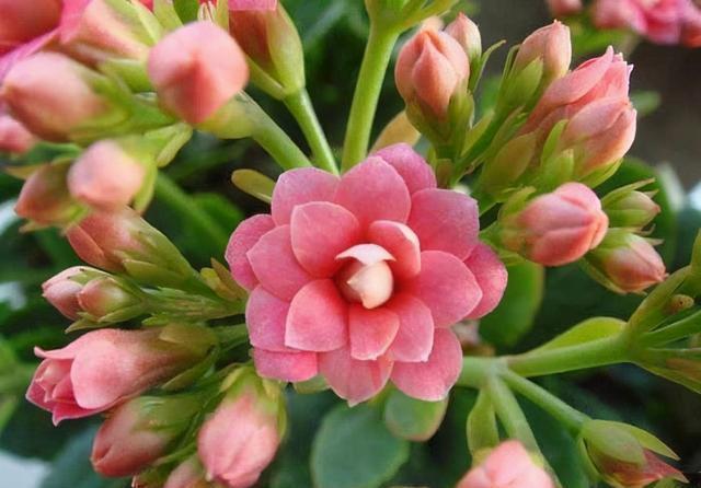  长寿花不长花苞，只控光用处不大，学会三控，花苞越来越多