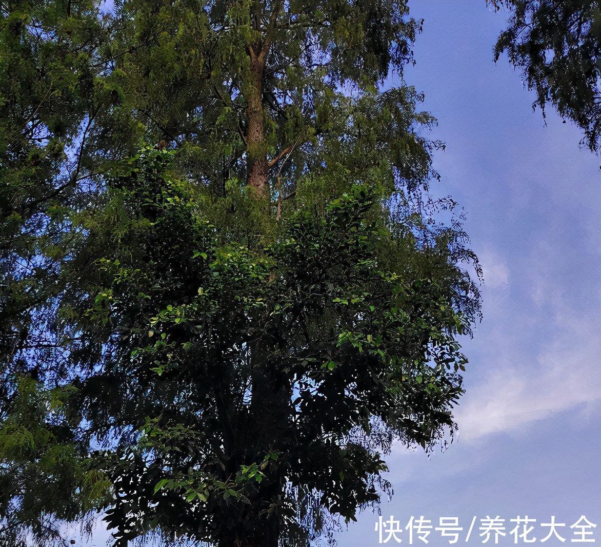 文殊兰$佛教“五树六花”,适合养在家里,凝神静心特养人