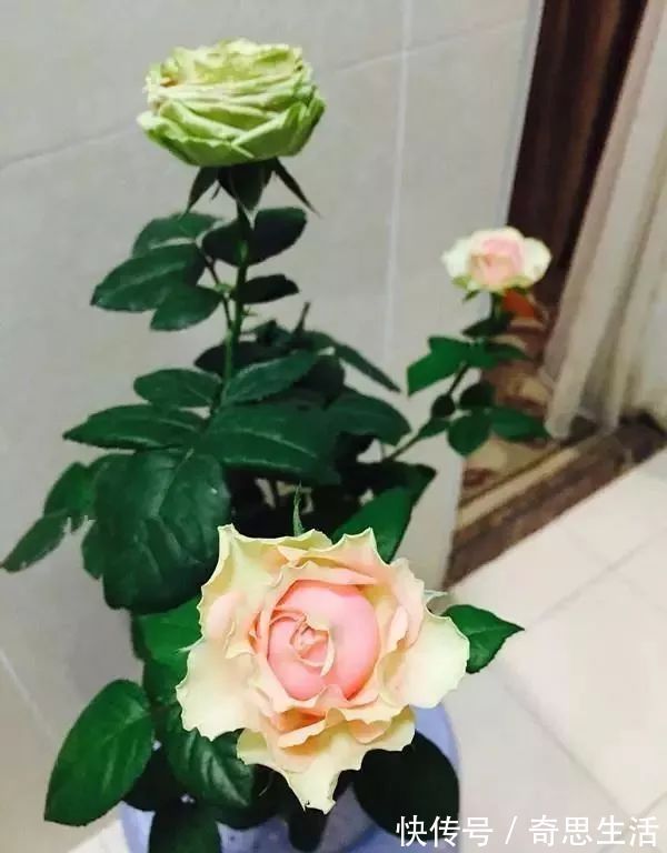 此花漂亮似玫瑰，好养如绿萝，花色奇特花朵大，四季开花价格低！