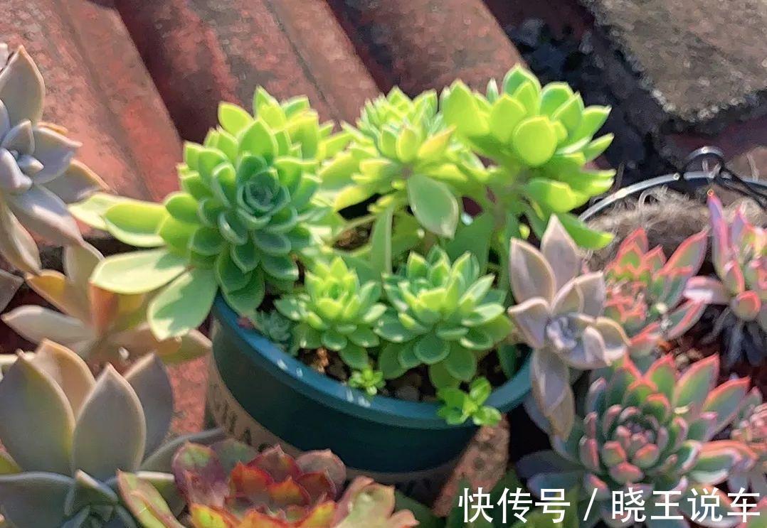 冬天多肉也难养,做到三多三少,状态不减也美艳