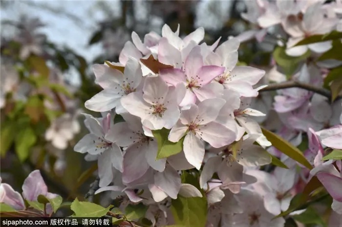 抓紧！这类花再不去看，一阵大风就明年见了！本周还可以去北京这些地方!