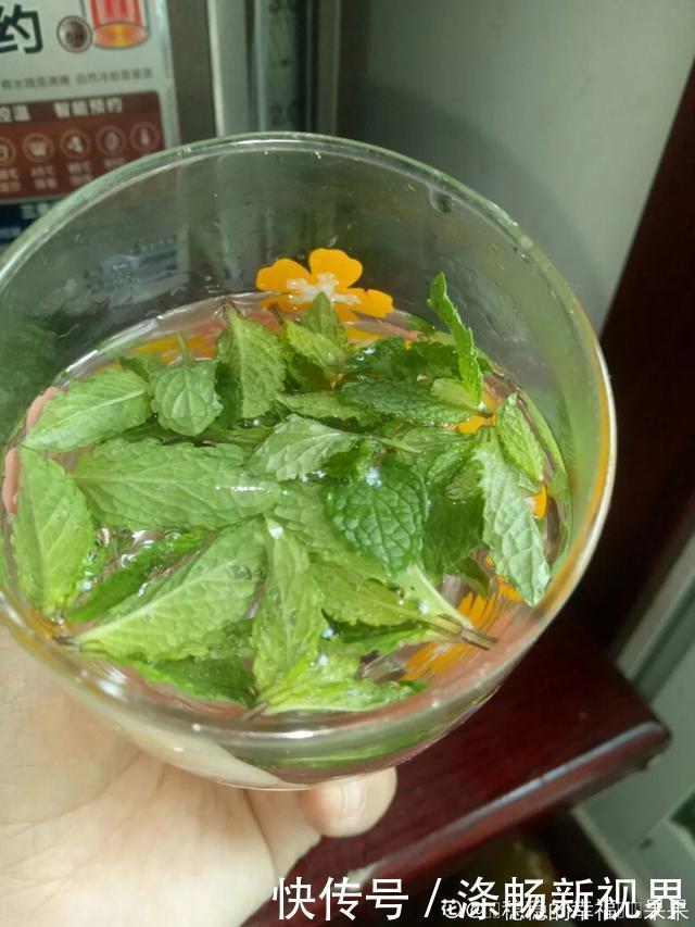 6种杀菌花,杀菌去异味,家里空气更干净!