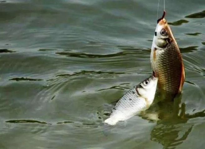 冬季钓鱼的几大误区,看看你在犯哪些错误?及时改正,有机会爆护