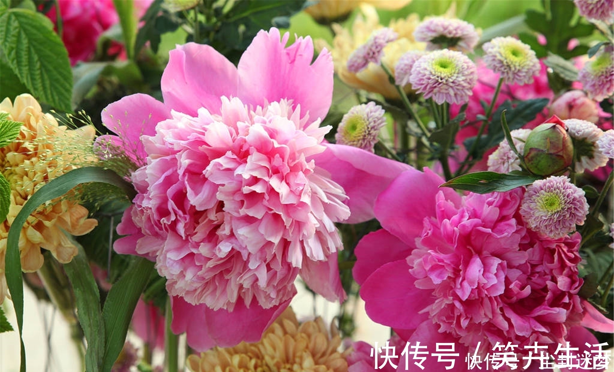 4种年宵花,盆栽美丽、插花诗意,高端大气春暖花开、幸福四季