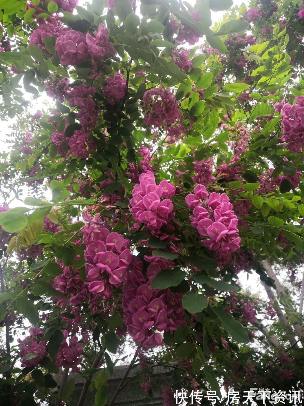 山海|请查收从秦皇岛山海关热门楼盘现场传来多张谍照(组图)