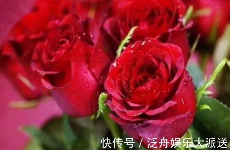 家养“3种花”，花大色艳花期长，盛开时繁花似锦，花色美轮美奂