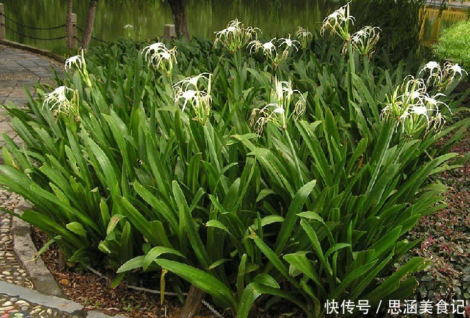 蕉叶|一个治脚崴伤的神奇中草药,当天用,第二天脚就能下地走路了