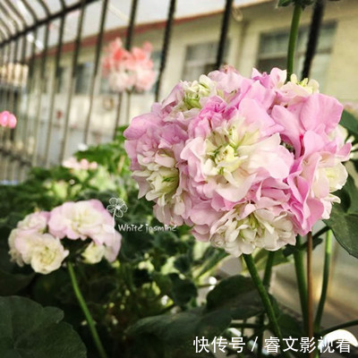 阳台种了30多种天竺葵,美不胜收,客人来了都舍不得走