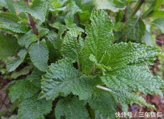 喜迎二十大闵行区主题花坛、花境靓丽上新