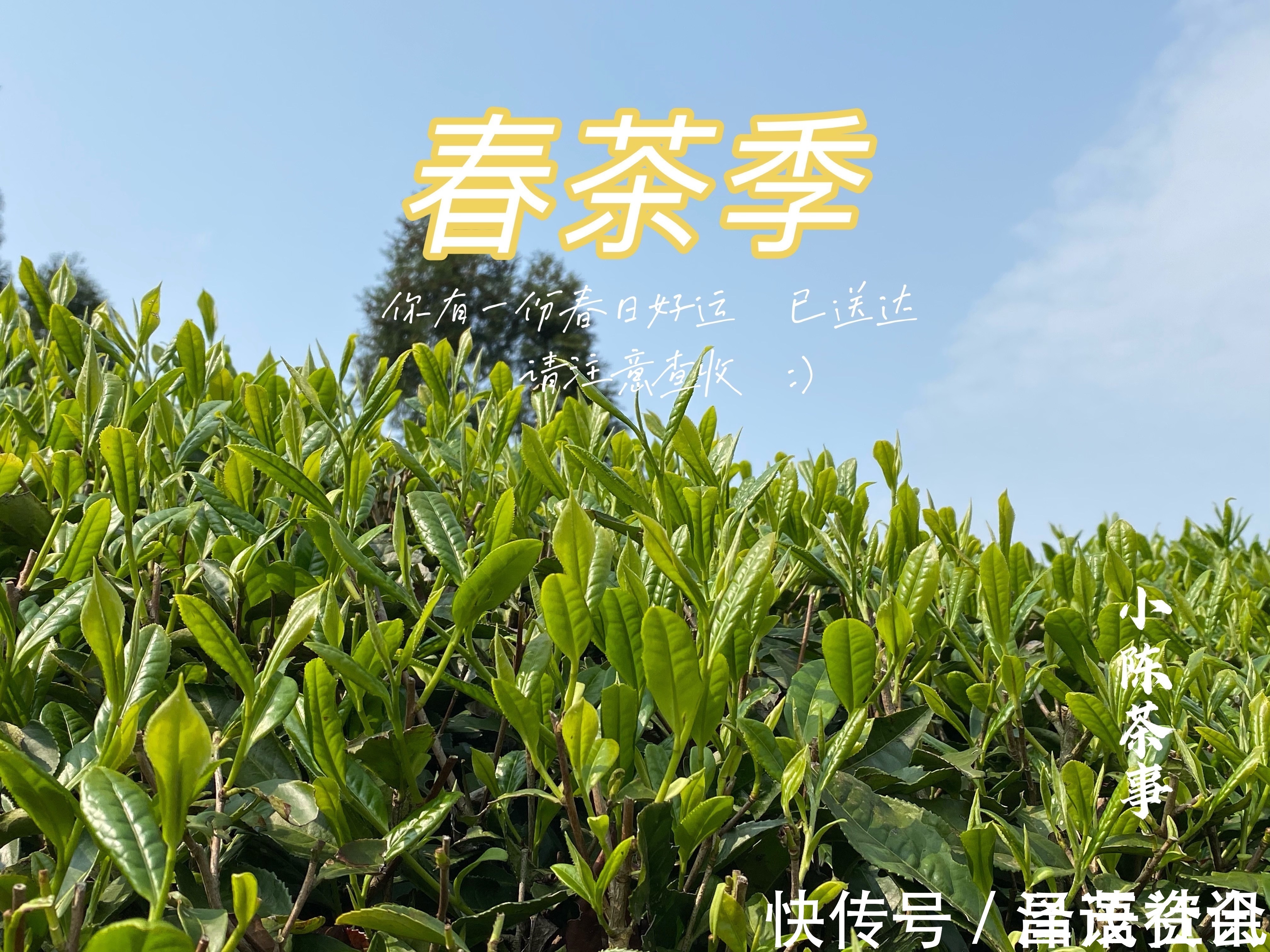 白毫银针@白茶圈令人迷惑的操作,有人心急想“买早”,有人淡定想“买老”