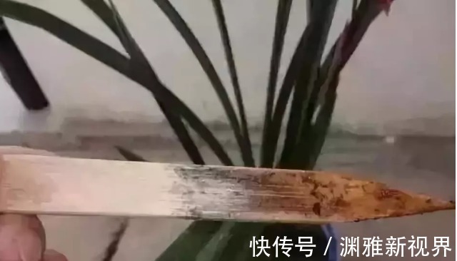 烂根|万能的浇水“神器”，只需一根小吸管，专治各种烂根烂叶！