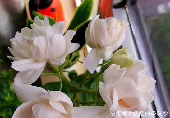 修剪|养茉莉花,2个“时机”强修剪,植株矮壮,花量“暴增”!